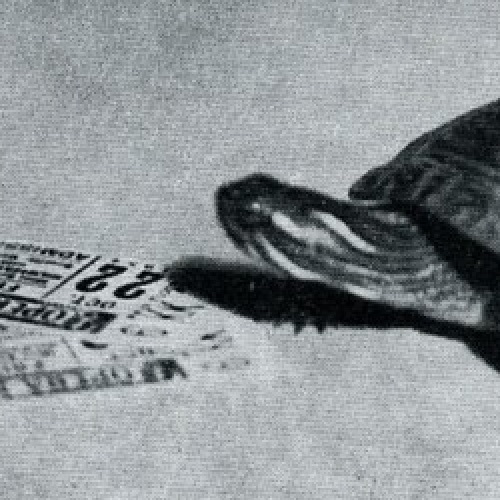 A tortoise with its snout beside a ticket