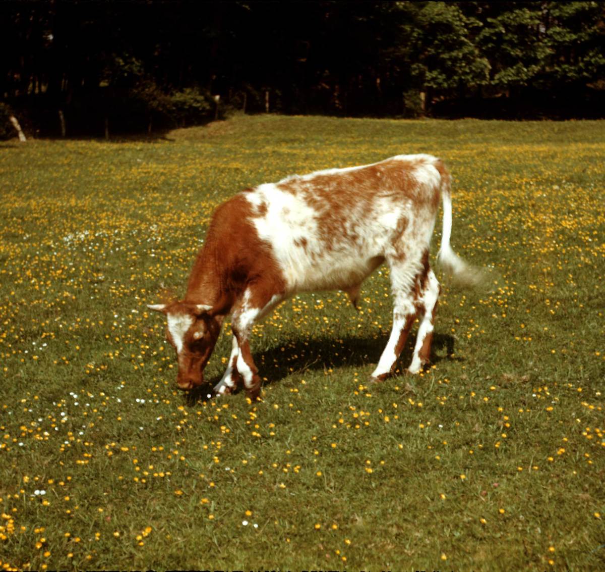 5b_BrindedCalf_5b.jpg