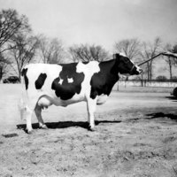Champion Bull at Hawthorn-Mellody Dairy Farms